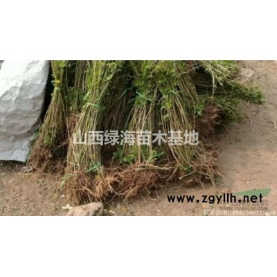 今年药用连翘苗价格 1年药用连翘苗价格，2年连翘苗价格