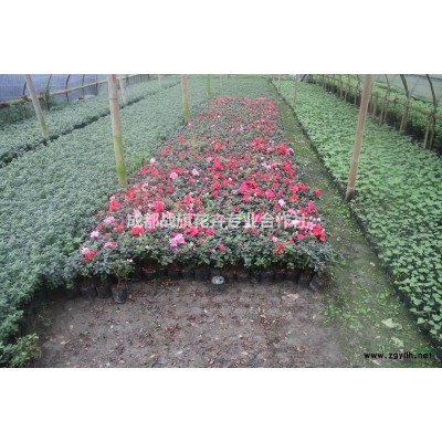 成都丛生芙蓉花价格  木芙蓉绿化价值   木芙蓉批发商