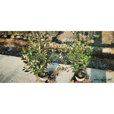 红叶石楠无纺布袋冠幅篱笆苗高度一米五