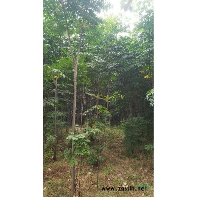 河南地区7到10公分栾树供应