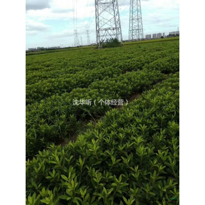 供应8-23公分的造型五针松