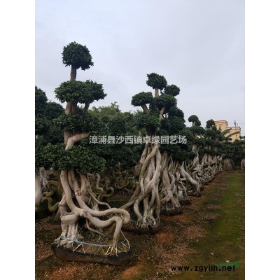 漳浦县沙西镇卓绿园艺场--榕树怪根