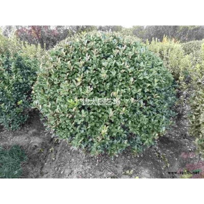 浙江萧山大叶黄杨球