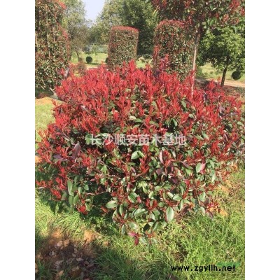 湖南地区供应18公分广玉兰