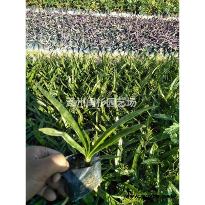 福建黄花槐移植苗地苗多种规格* 大量供应