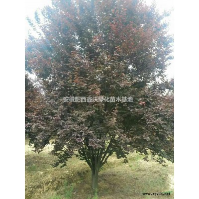 安徽丛生朴树出售（单杆丛生朴树）