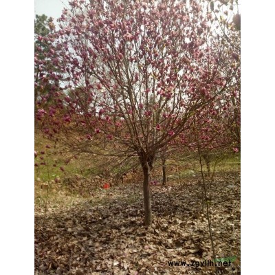 五角枫，玉兰以及各种绿化苗木