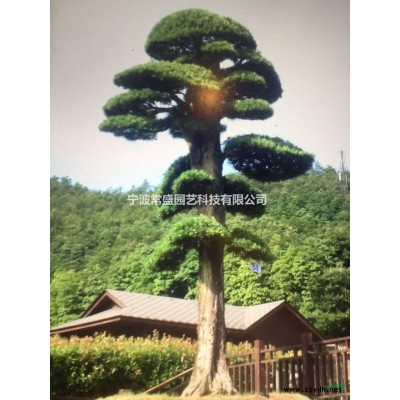 *羽毛枫 日本羽毛枫 *品羽毛枫 原生羽毛枫 羽毛枫批发