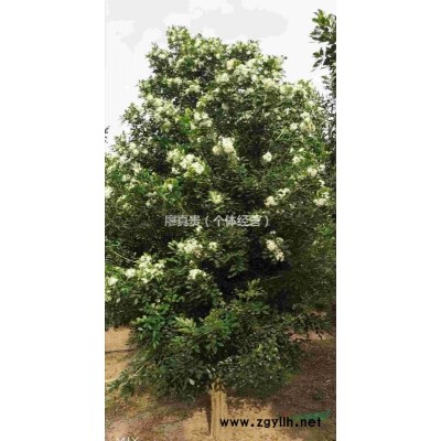 广西罗汉松 树径15-25cm