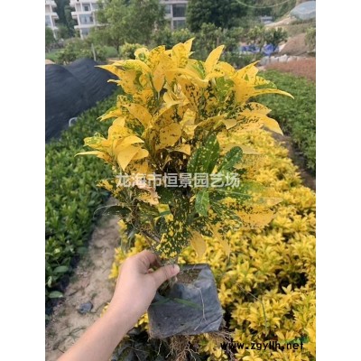 合肥地区直销红花檵木物美价廉