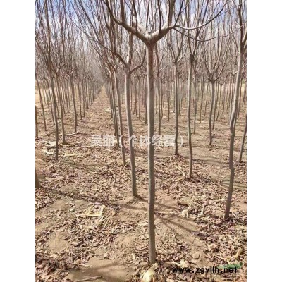 内蒙古出售紫叶稠李7000株（径粗15-18cm）