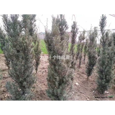 河南地区供应80-100公分曼地亚红豆杉