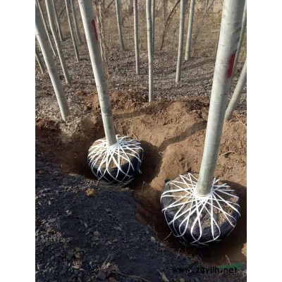 供应10-12公分河北杨