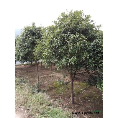 8至15公分精品桂花，低价出售！