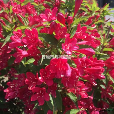 辽宁红瑞木小苗 开原园林绿化苗木基地 批发耐寒红瑞木播种小苗