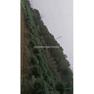 供应无刺构骨球一米冠