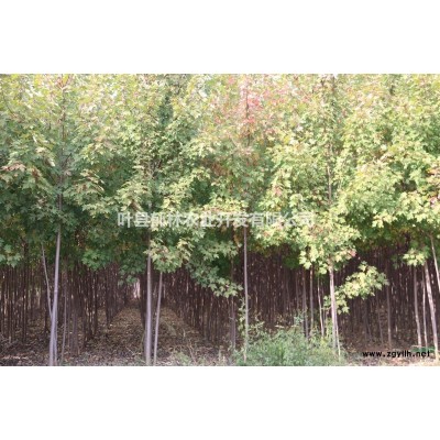 出售占地紫叶李