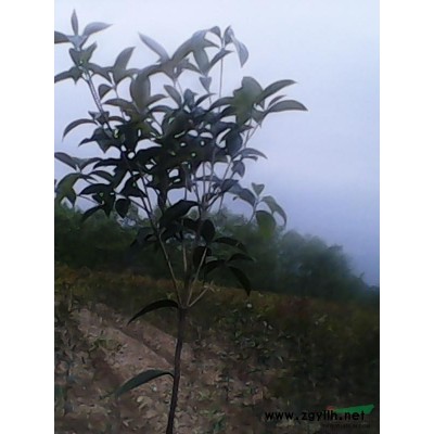 2019年供应适合做造型的小叶罗汉松