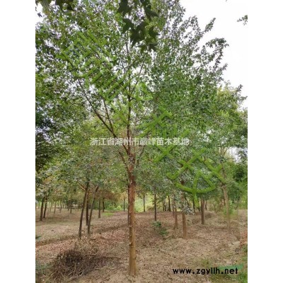 香樟12 13 15 16 18公分 原生苗