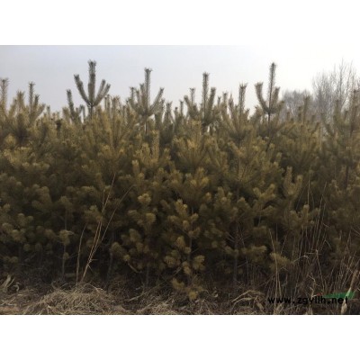 樟子松，精品樟子松2米高