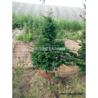 东北红豆杉苗