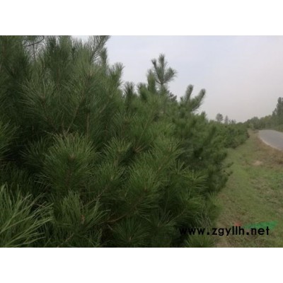 油松树出售