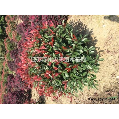 红花继木，工程小苗