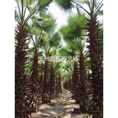 红花继木苗圃报价 红花继木基地批发价格