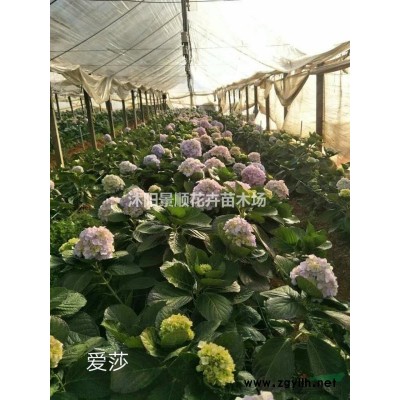 百子莲 爱情花 工程苗 欢迎批发