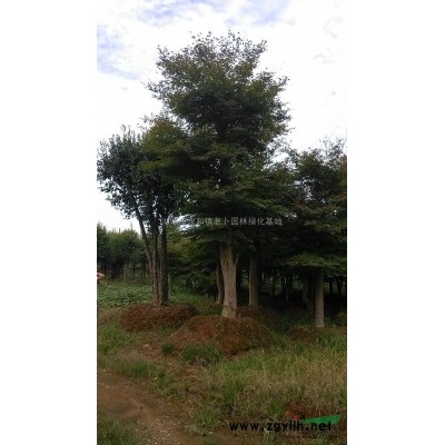 出售两棵30公分金丝兰木