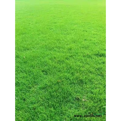 郴州红叶石楠小苗/红叶石楠杯苗/湖南地区供应红叶石楠苗