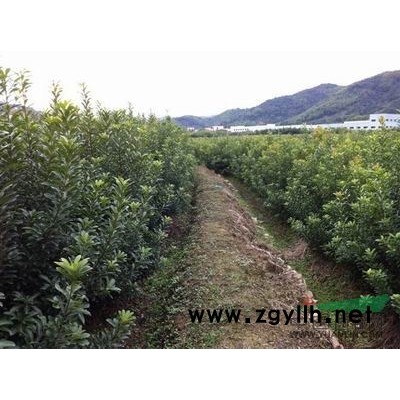 杨梅苗及绿化用杨梅树