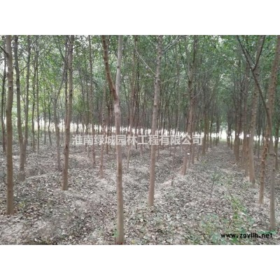 安徽冠80-120公分金冠小叶女贞球（美植袋苗）哪里好/哪家便宜