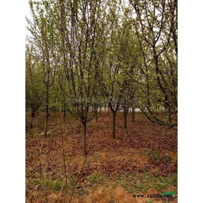 15公分一60公分的皂角