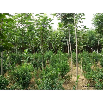 紫叶碧桃
