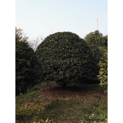 早樱 晚樱4报价/浙江早樱 晚樱4报价