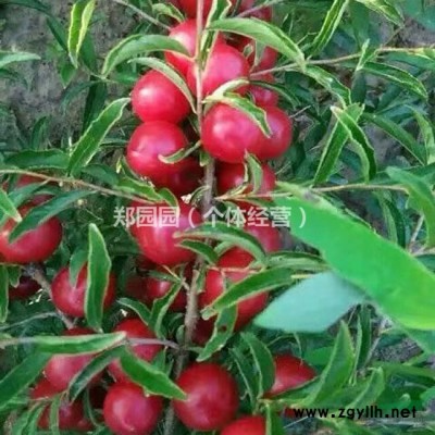 8公分柿子树 8公分柿子树 8公分山楂树