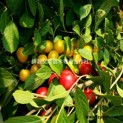 钙果苗，钙果苗价格，1000亩钙果苗育苗基地义隆苗木