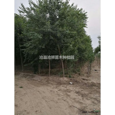 河北丝绵木3批发/供应