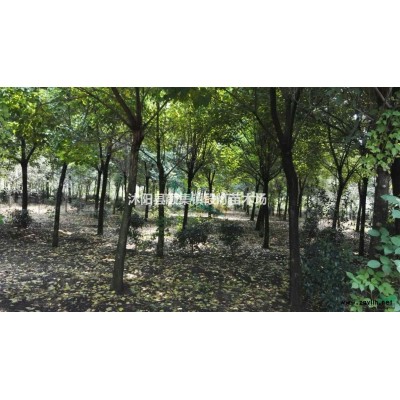 黄金槐 槐树 黄金槐价格 金枝槐