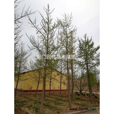 河北唐山供应12-银杏