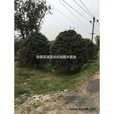 十大功劳   金森女贞   大叶黄杨   小叶女贞球