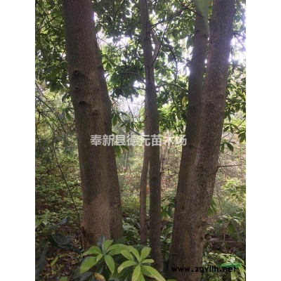 供应当年枫香 木荷