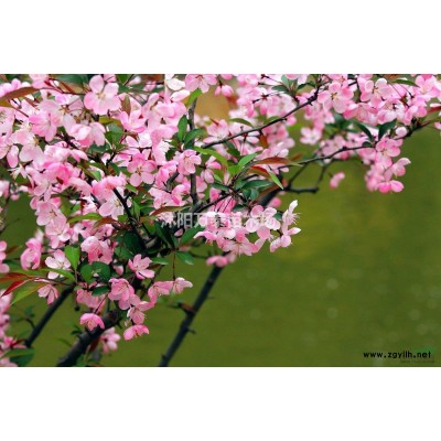 金叶女贞价格、金叶女贞供应、金叶女贞批发