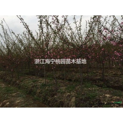 精品茶花，浙江货源专供