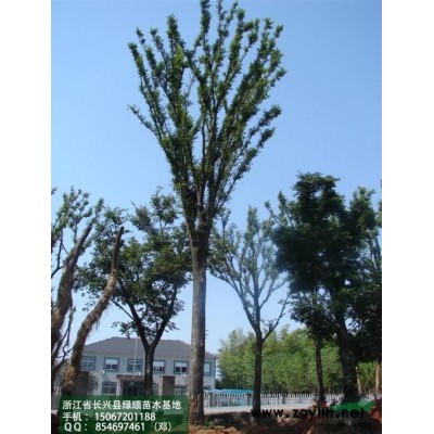 【长兴香樟】-香樟树的天堂