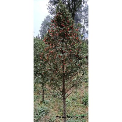 直径10至20公分的茶树