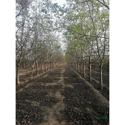 河北省石家庄市供应15公分核桃，3米白皮松