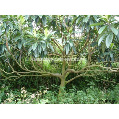 枇杷苗木、枇杷大树、枇杷大苗