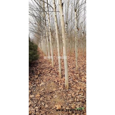 大量现货出售各种规格的法桐